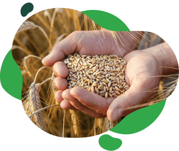 tarfin-campaigns-wheat
