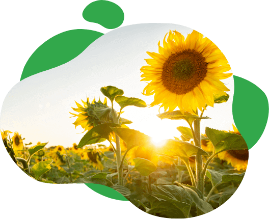 tarfin-campaigns-sunflower-seed